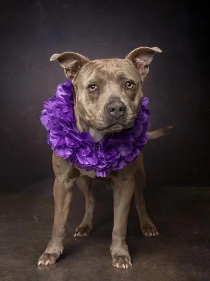 An adult medium-sized female Mixed Breed dog named Anette for adoption in Atlanta, GA
