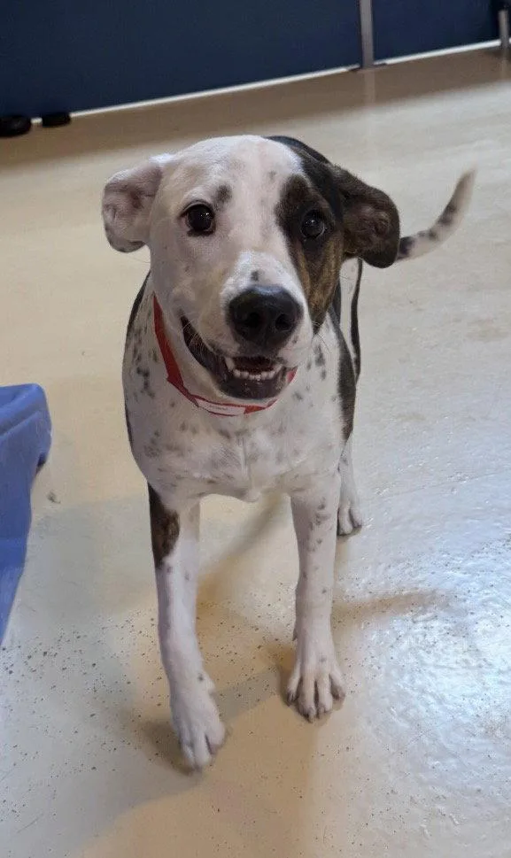 A young medium-sized female Australian Cattle Dog / Blue Heeler dog named Sierra for adoption in Orange, CA