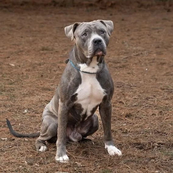 Hamilton thumbnail 2