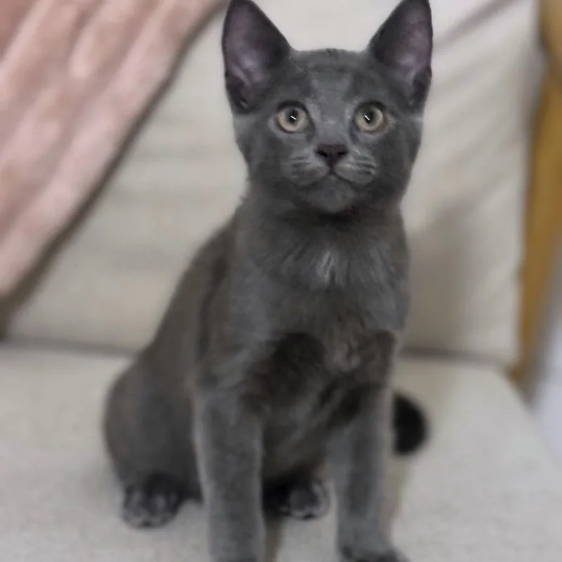 A baby small-sized male Gray / Blue / Silver Domestic Short Hair cat named Coal for adoption in Brownsboro, AL