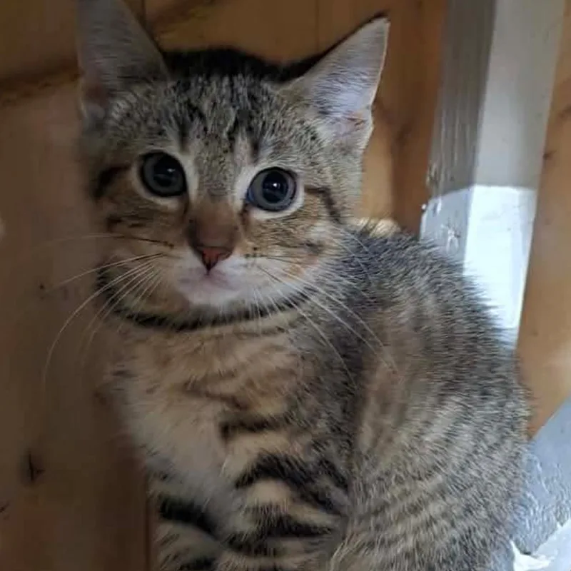 Hazel
