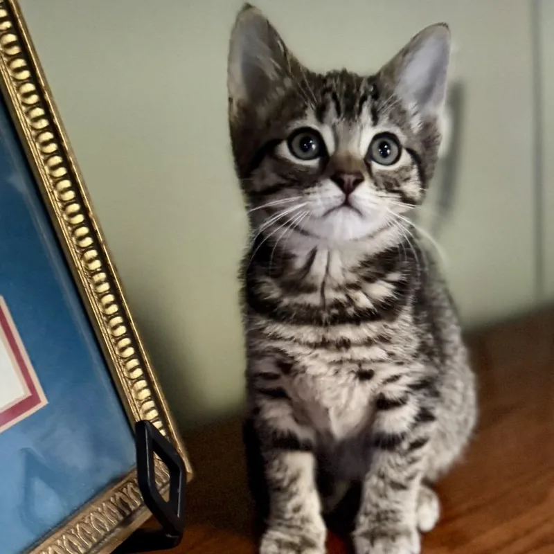 A baby small-sized female Domestic Short Hair cat named Syrup for adoption in Silver Spring, MD