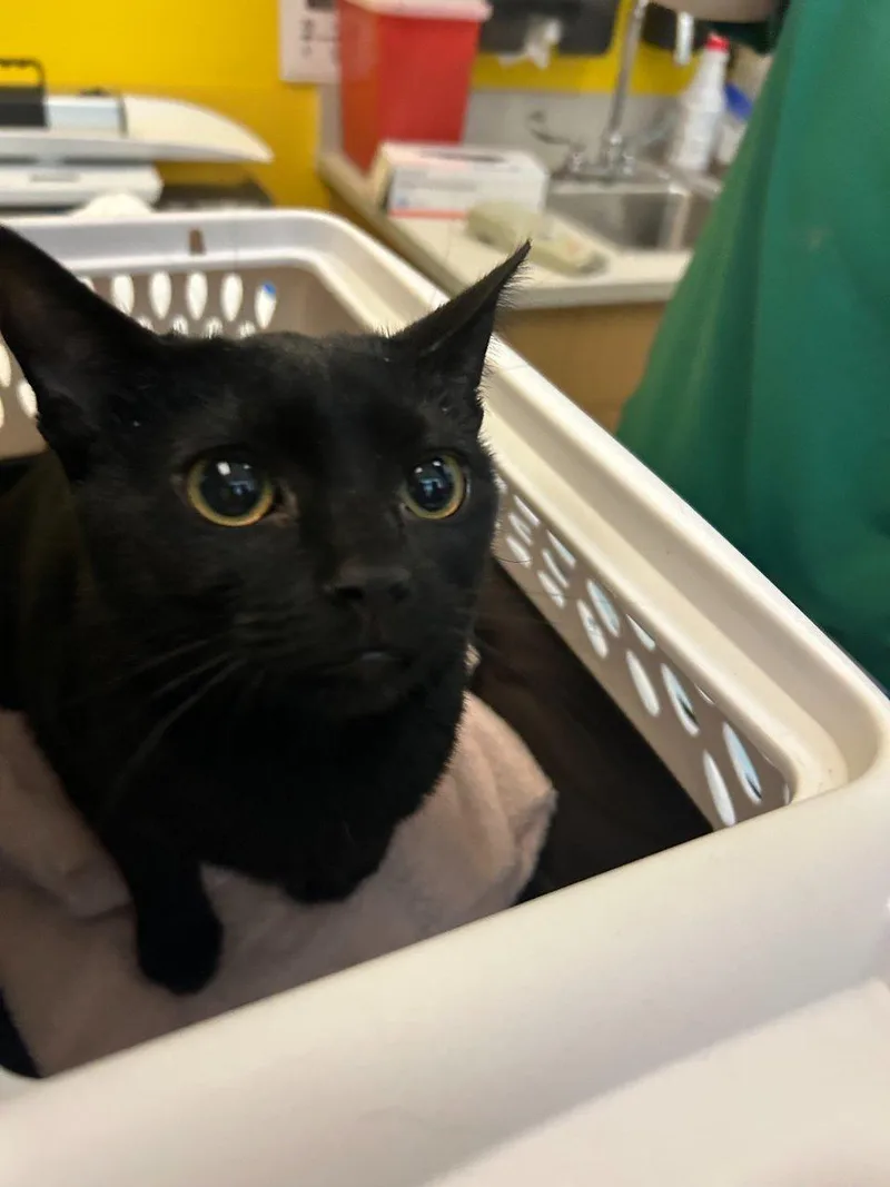 A baby small-sized female Black Domestic Short Hair cat named Leela for adoption in Raleigh, NC