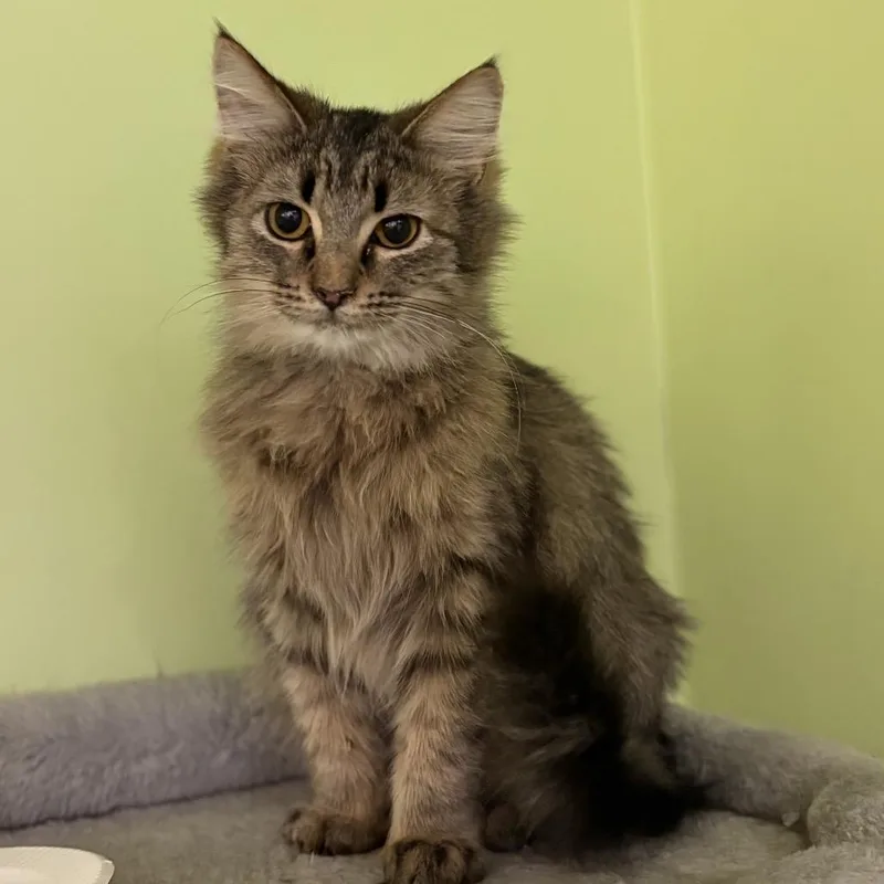 A young small-sized female Brown / Chocolate Domestic Medium Hair cat named Broomstick for adoption in Chicago, IL