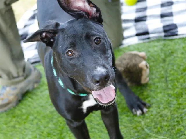 A young medium-sized female German Shepherd Dog dog named Winnie for adoption in Tallahassee, FL