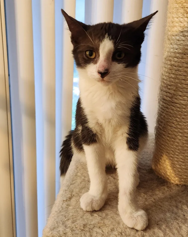 A baby medium-sized male Black & White / Tuxedo Tuxedo cat named Georgie for adoption in Linden, NJ