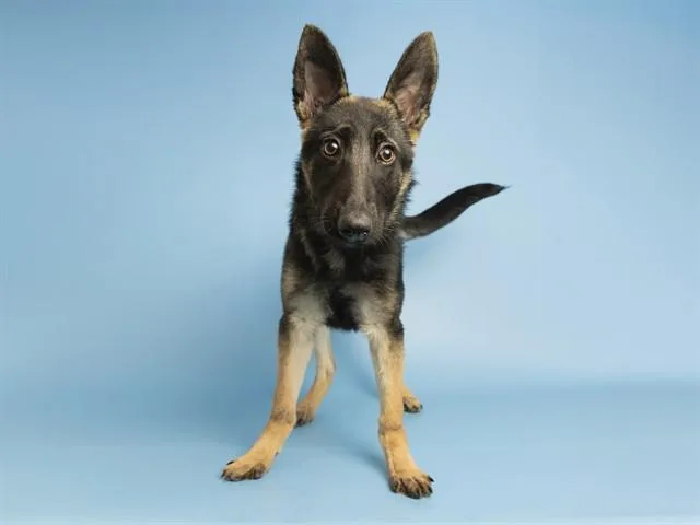 A baby small-sized female German Shepherd Dog dog named Joann for adoption in Phoenix, AZ