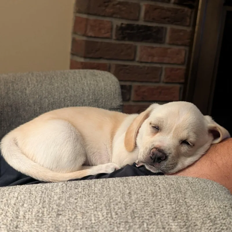 A baby medium-sized male Yellow / Tan / Blond / Fawn Mixed Breed dog named Jamie for adoption in Rochester, NY