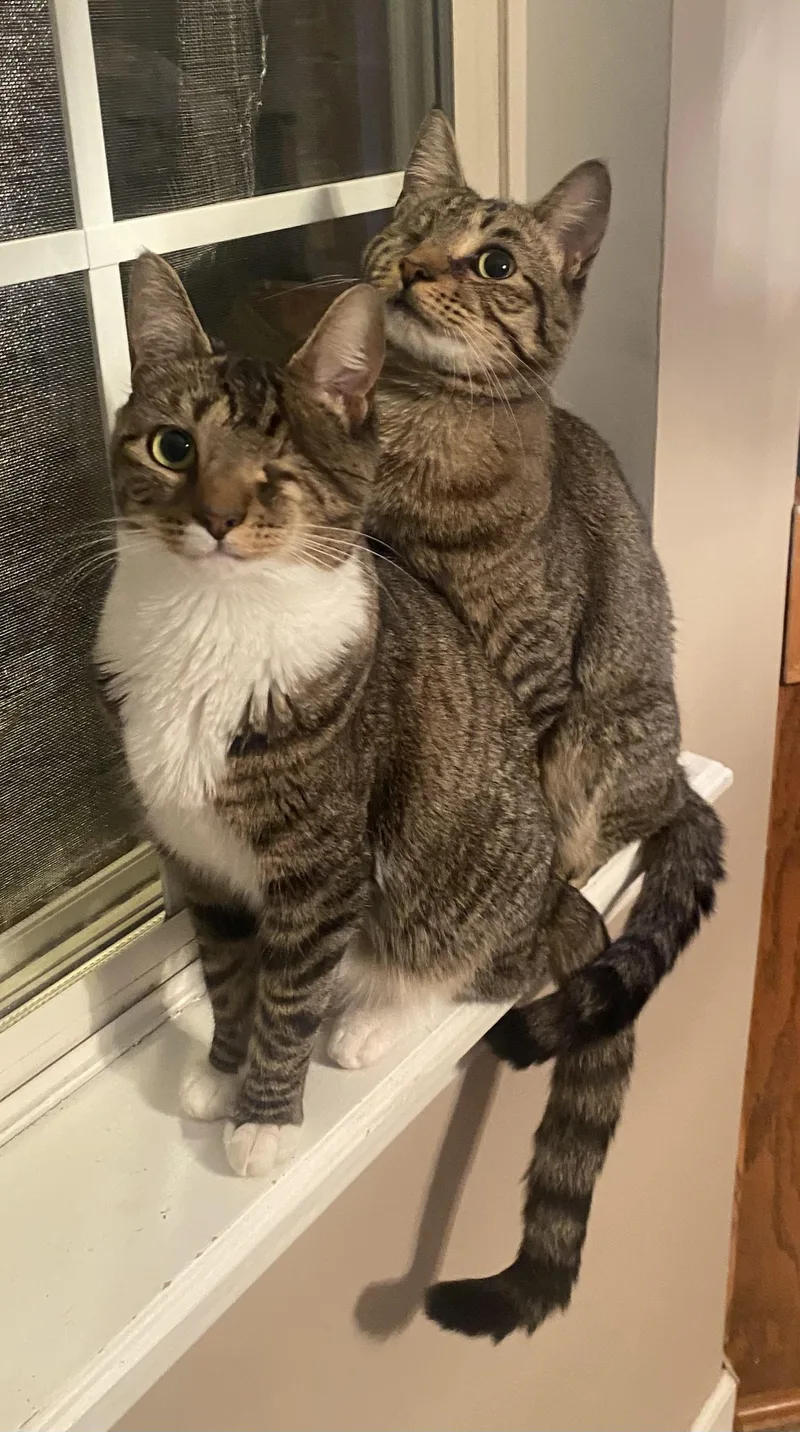 Little Boy & Little thumbnail 5