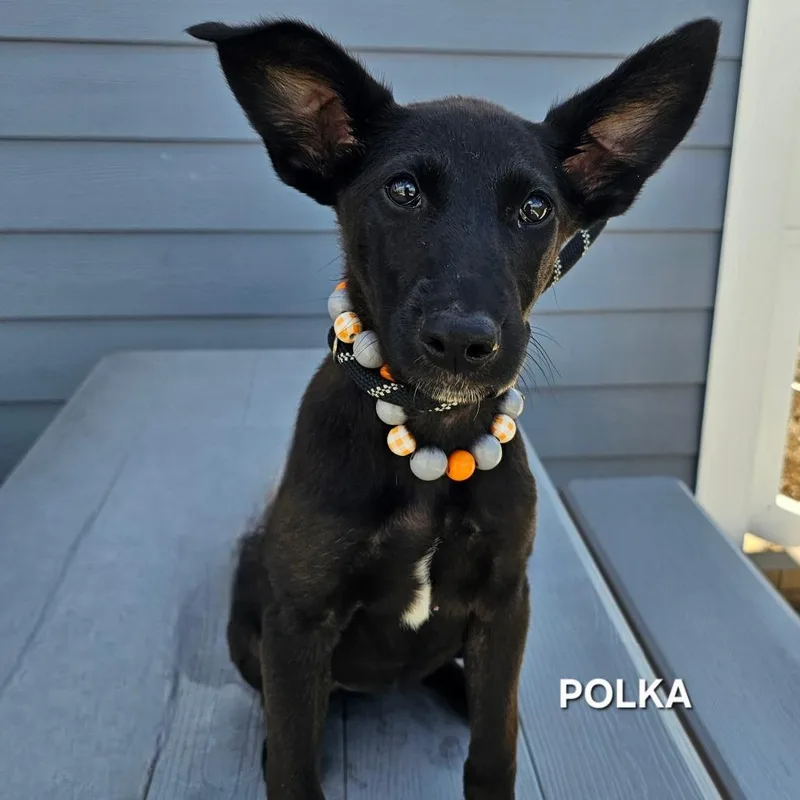 A baby small-sized female Black Labrador Retriever dog named Polka for adoption in Madisonville, TN