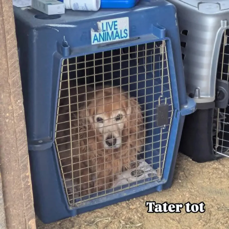 An adult large-sized female Golden Retriever dog named Tater Tot for adoption in Havertown, PA