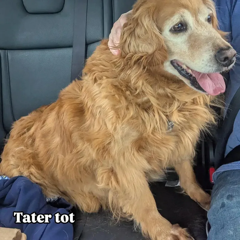 Tater Tot thumbnail 2