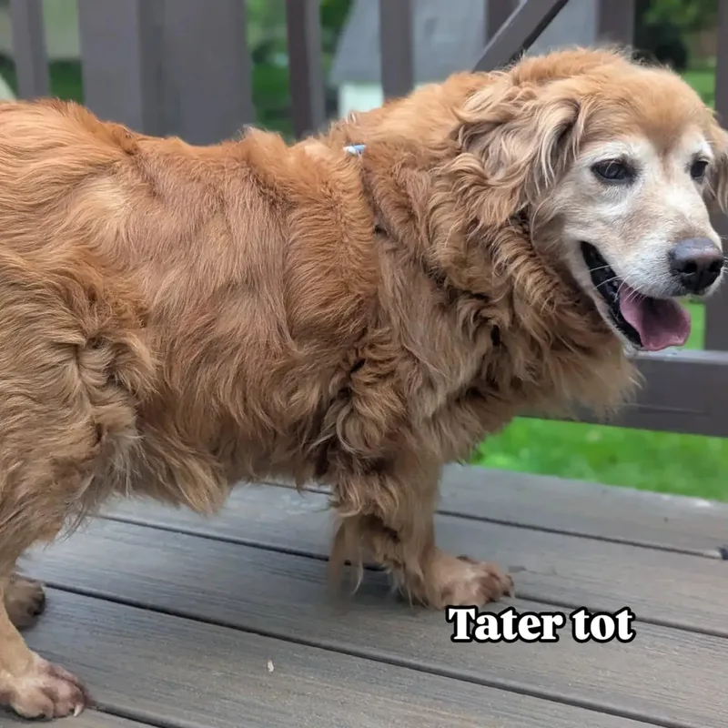 Tater Tot thumbnail 3