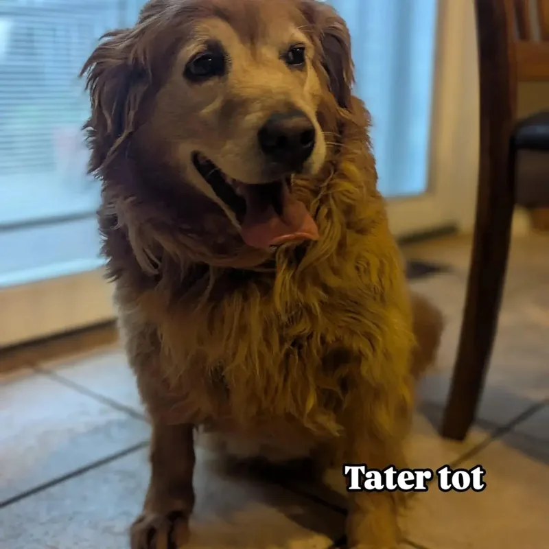 Tater Tot thumbnail 4