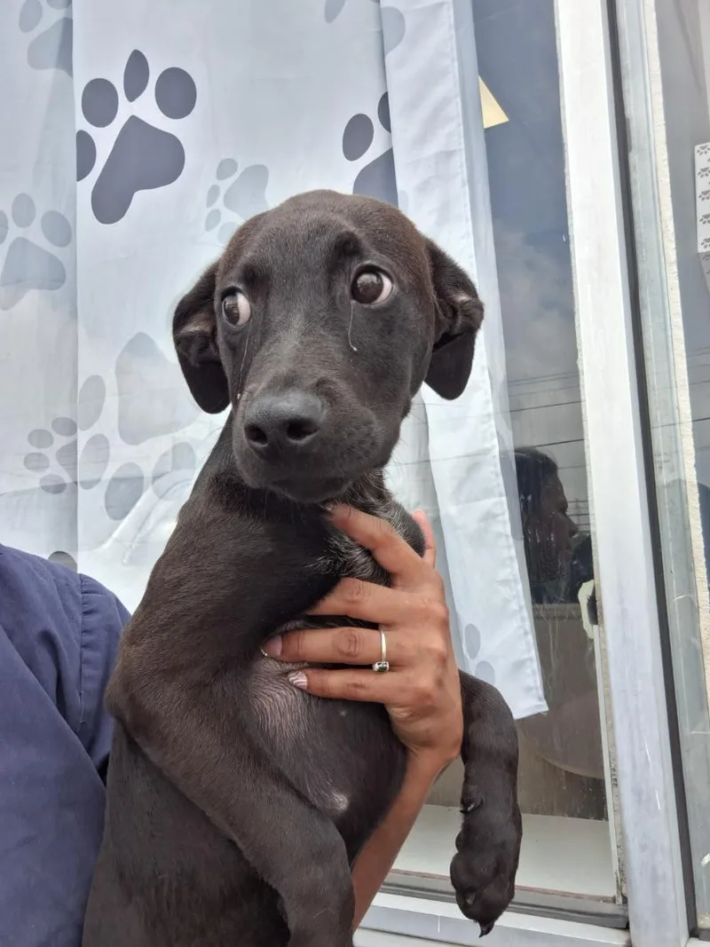 A baby medium-sized male Black Mixed Breed dog named Eren for adoption in Parma, OH