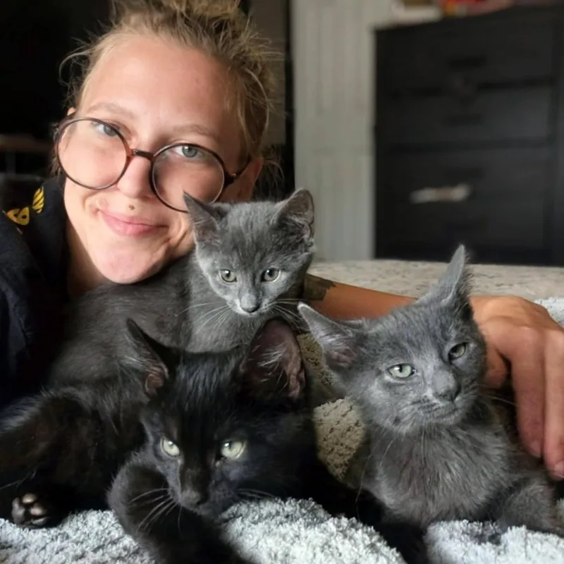 A baby small-sized female Gray / Blue / Silver Domestic Short Hair cat named Miranda for adoption in Pittsburgh, PA