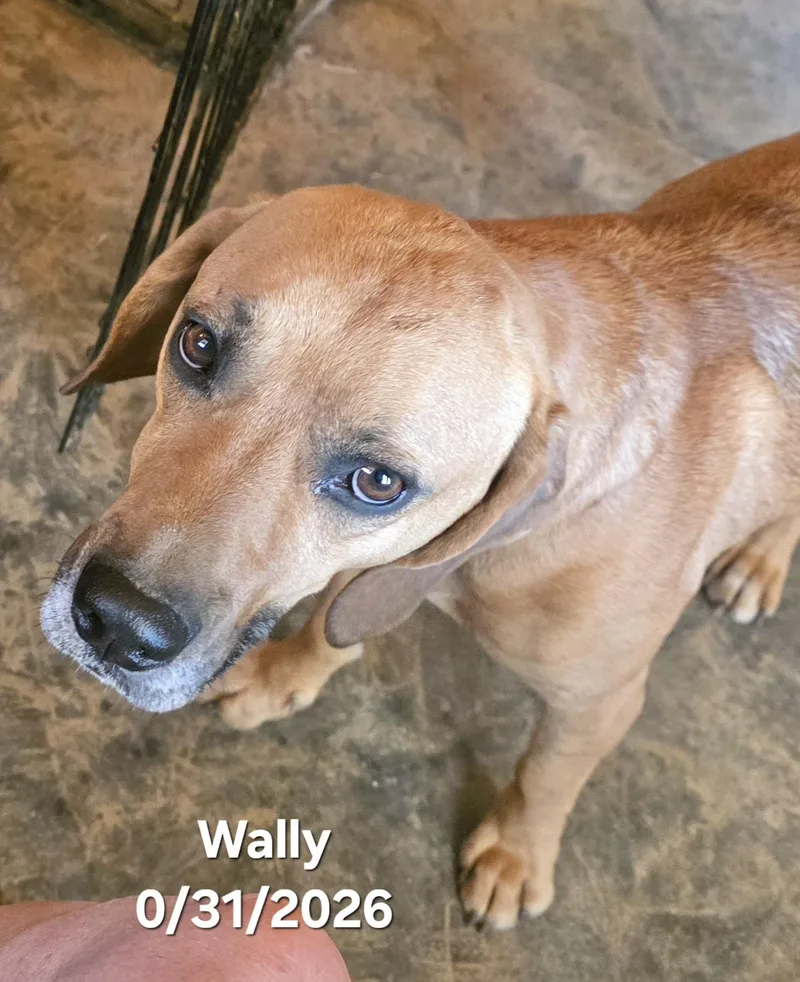 An adult medium-sized male Beagle dog named Wally for adoption in Manchester, CT