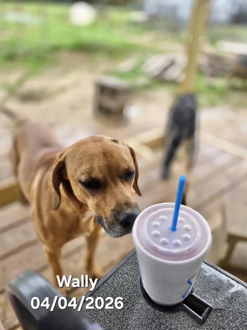 Wally thumbnail 3
