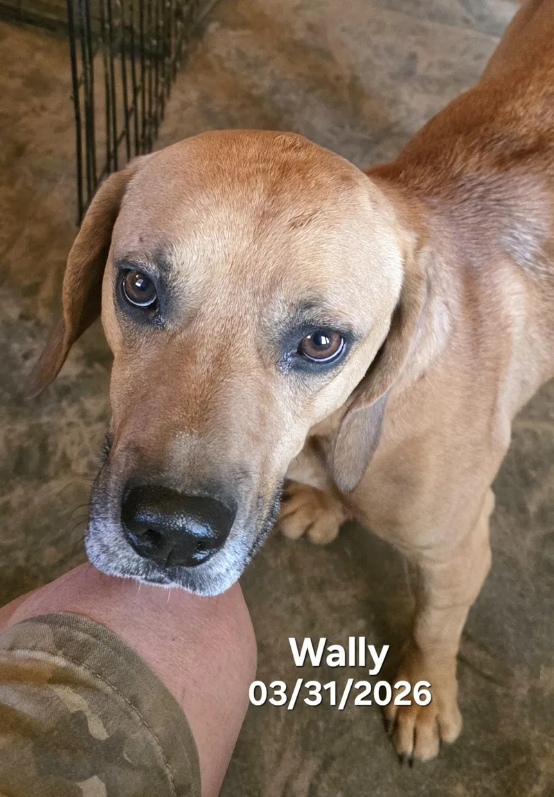 Wally thumbnail 4