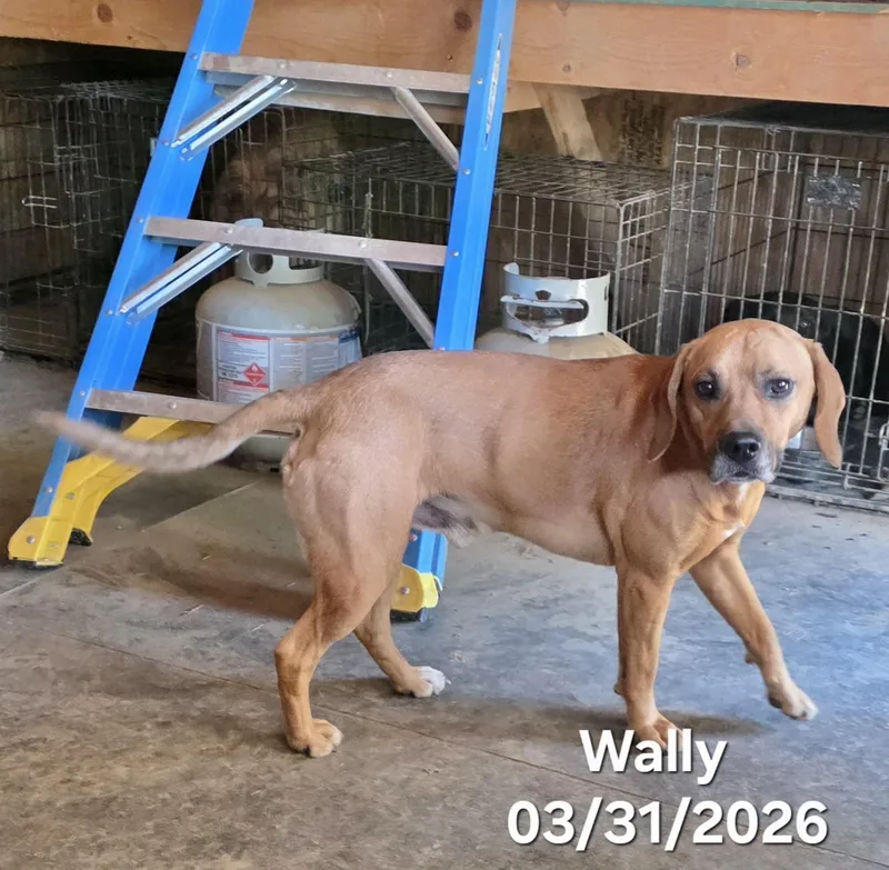 Wally thumbnail 5