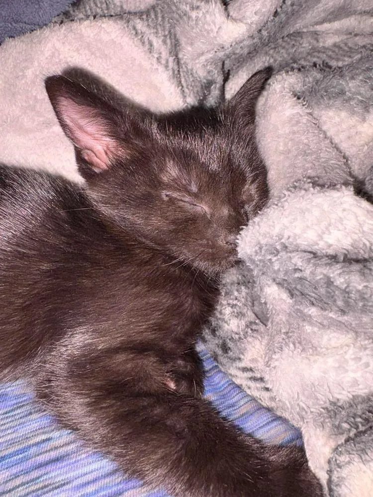 A baby small-sized female Black Domestic Short Hair cat named Mae for adoption in Poplar Grove, IL