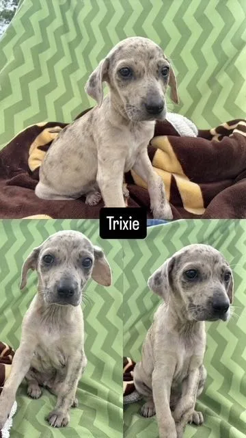 A baby medium-sized female Catahoula Leopard Dog dog named Trixie for adoption in Manchester, CT