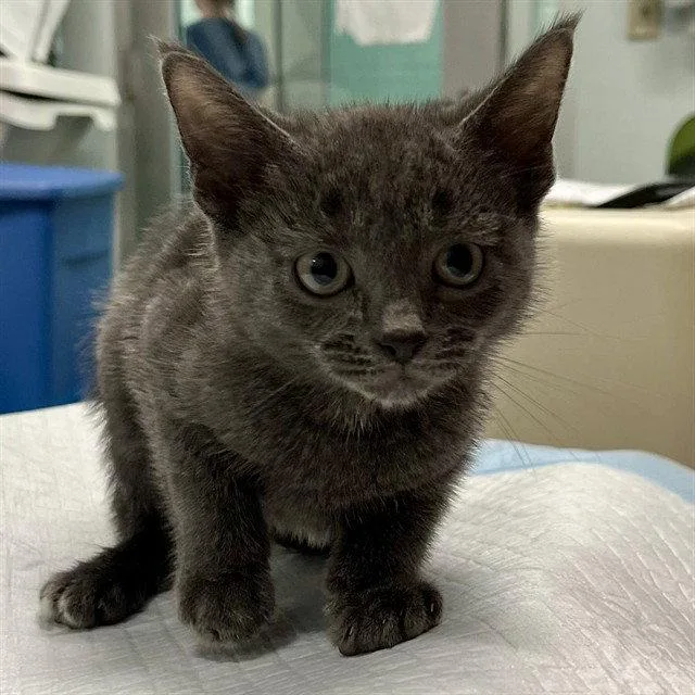 A baby small-sized male Domestic Short Hair cat named Laredo for adoption in Tavares, FL