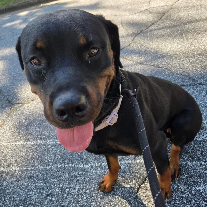 A young large-sized female Black Mixed Breed dog named Straycorinethdrive for adoption in Columbus, GA