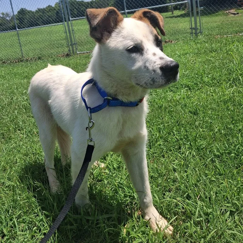 An adult medium-sized female White / Cream Mixed Breed dog named Honesty for adoption in Pauls Valley, OK
