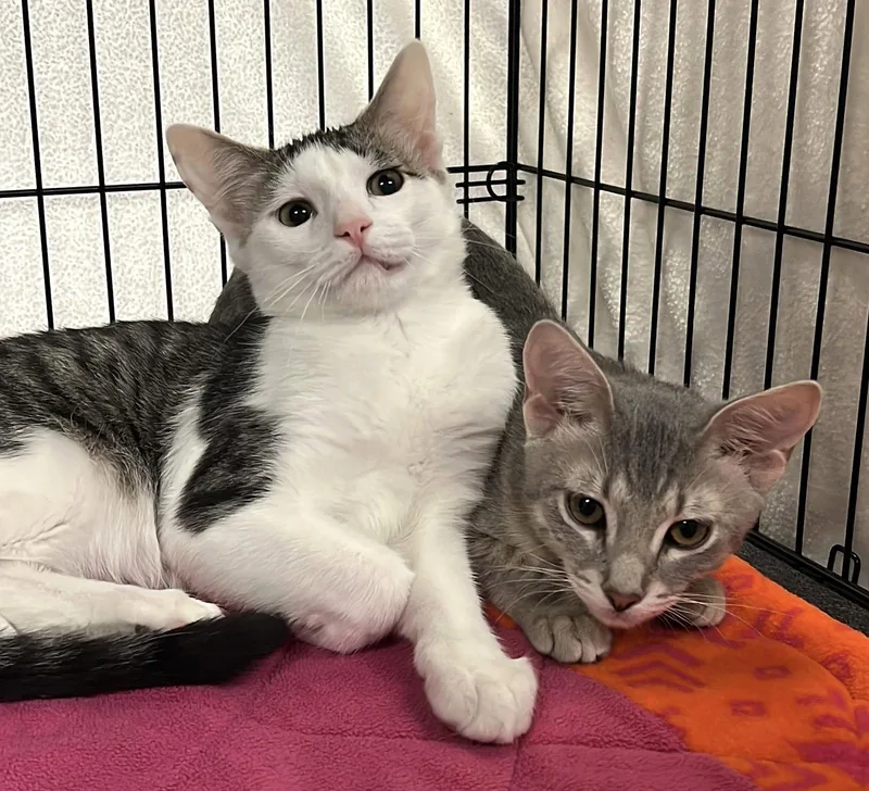 A baby medium-sized male Domestic Short Hair cat named Loki and Lyra for adoption in Shawnee, KS