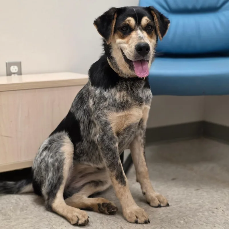 A young medium-sized female Black Shepherd dog named Dallary for adoption in Chatham, VA