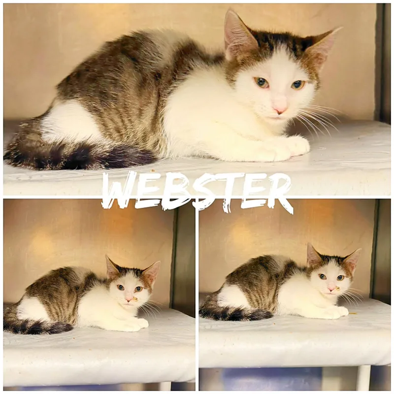 A baby medium-sized male White Domestic Short Hair cat named Webster for adoption in Saint James, MO