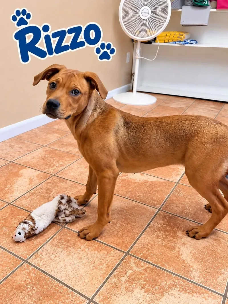 A young medium-sized female Labrador Retriever dog named Rizzo for adoption in Rock Hill, NY