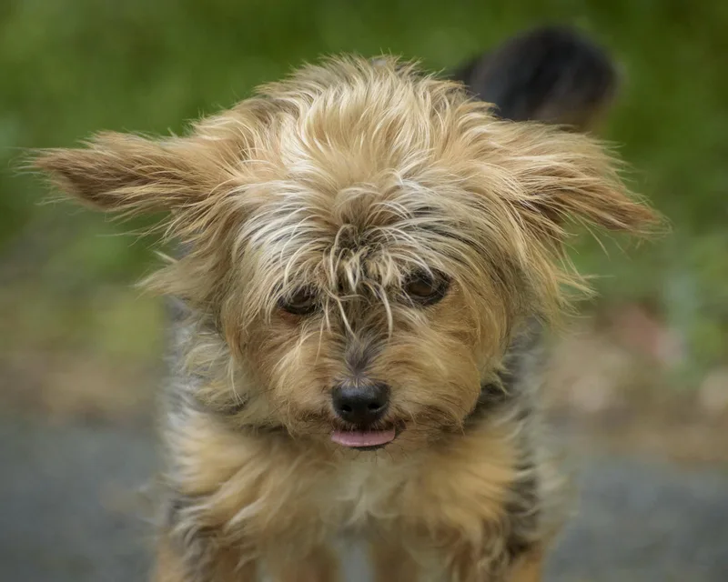 An adult small-sized male Yellow / Tan / Blond / Fawn Yorkshire Terrier dog named Roy for adoption in Lambertville, NJ