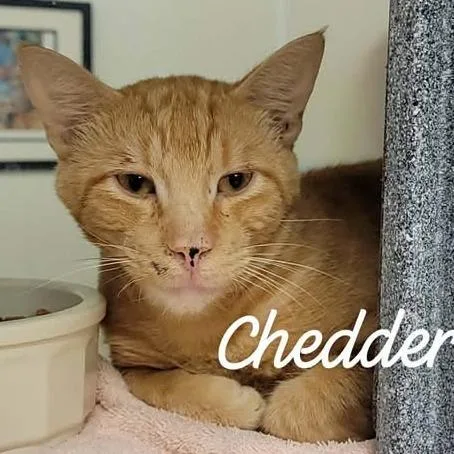 Chedder
