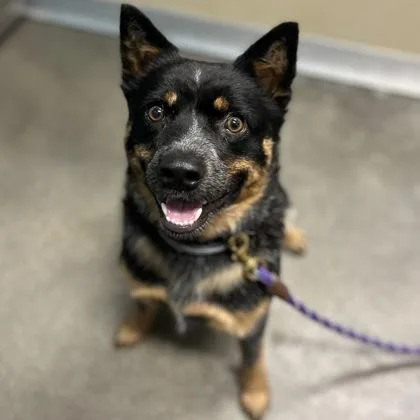 A young medium-sized male Mixed Breed dog named Willie for adoption in Janesville, WI