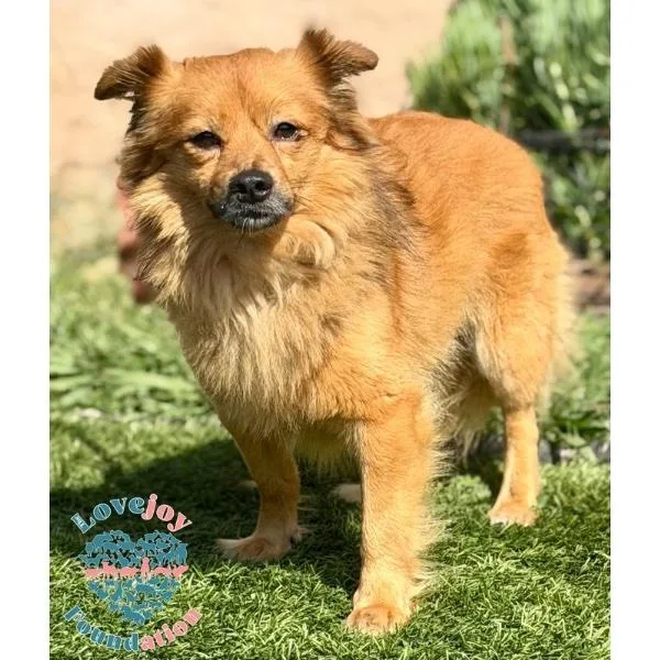A senior small-sized male Red / Chestnut / Orange Spaniel dog named Chester Coh for adoption in Inglewood, CA