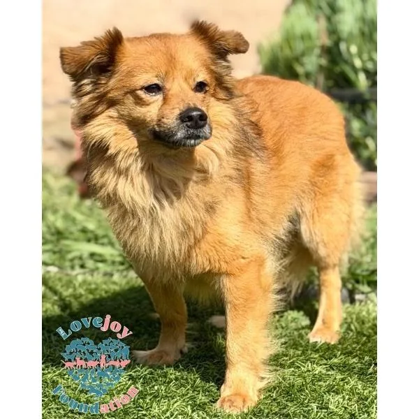 Chester Coh thumbnail 2