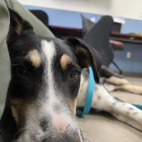 A young medium-sized male Tricolor (Brown, Black, & White) Collie dog named Judd for adoption in Grand Junction, CO