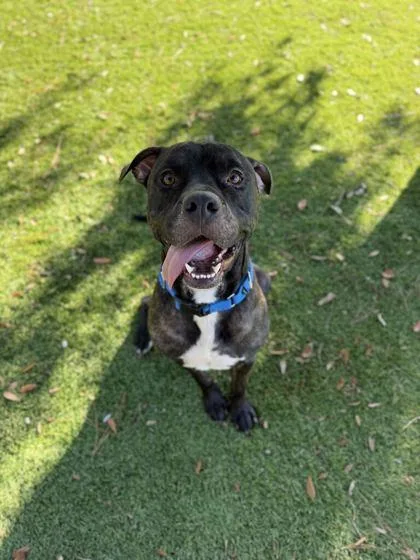 An adult medium-sized male Pit Bull Terrier dog named Rex for adoption in Daytona Beach, FL