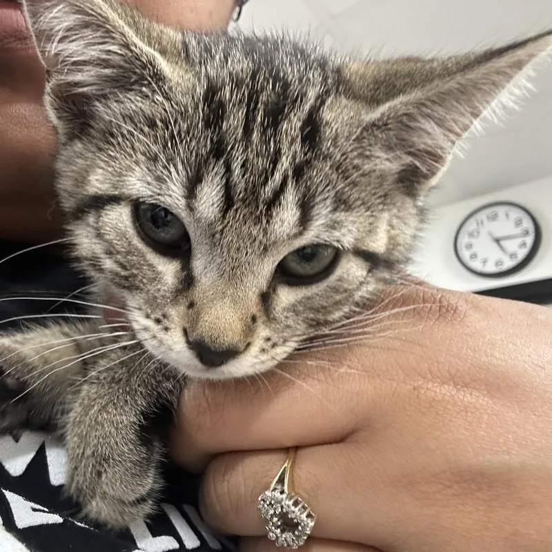 A baby small-sized male Gray / Blue / Silver Domestic Short Hair cat named Samuel for adoption in Newark, NJ