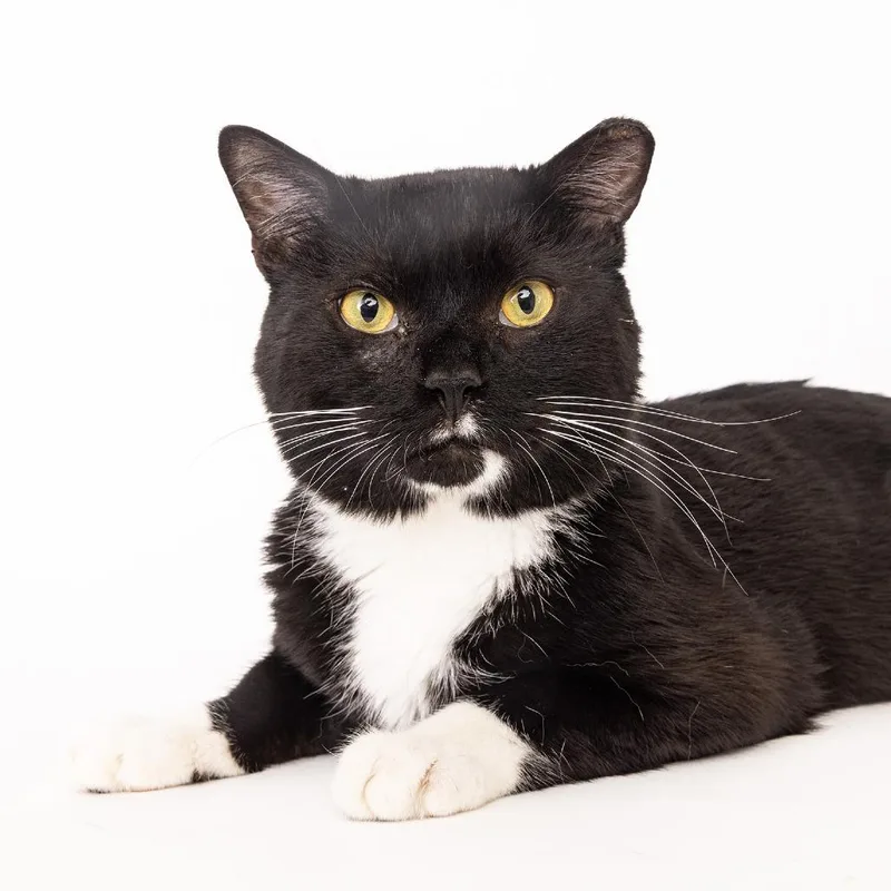 Oreo