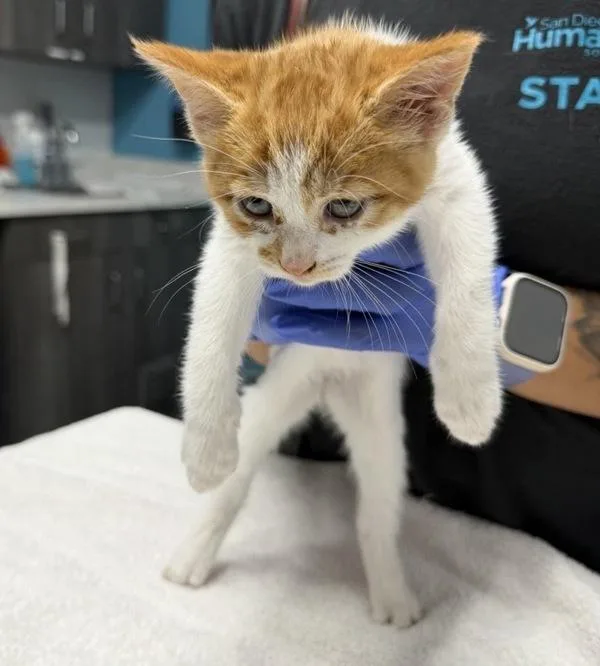 A baby medium-sized female Domestic Short Hair cat named Rito for adoption in Escondido, CA