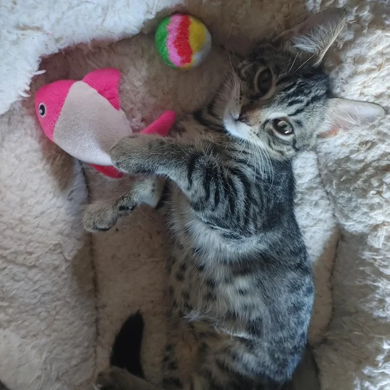 A baby medium-sized female Tabby (Buff / Tan / Fawn) Domestic Short Hair cat named Wraith& CulliganBONDED SIBS for adoption in Fair Haven, VT