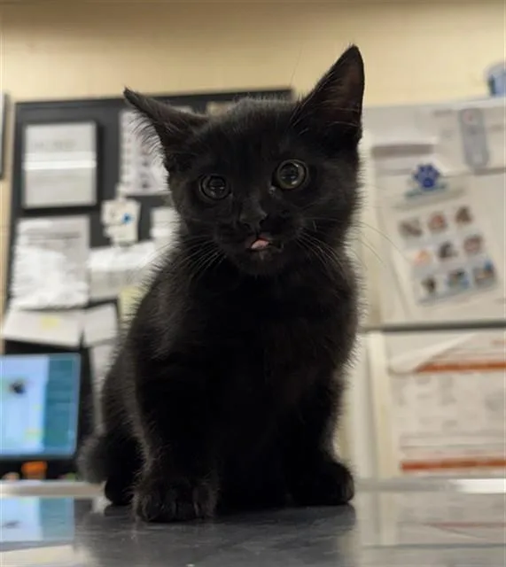 A baby small-sized female Domestic Short Hair cat named Miss Sparkle for adoption in Aliquippa, PA