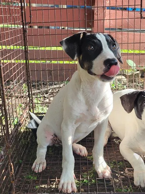 A baby small-sized male American Staffordshire Terrier dog named October for adoption in San Antonio, TX