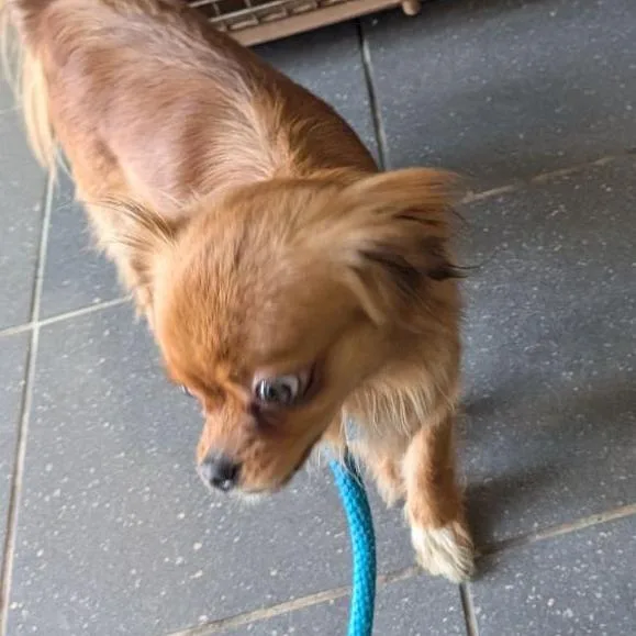 An adult small-sized female Brown / Chocolate Mixed Breed dog named Zuri for adoption in Fairport, NY