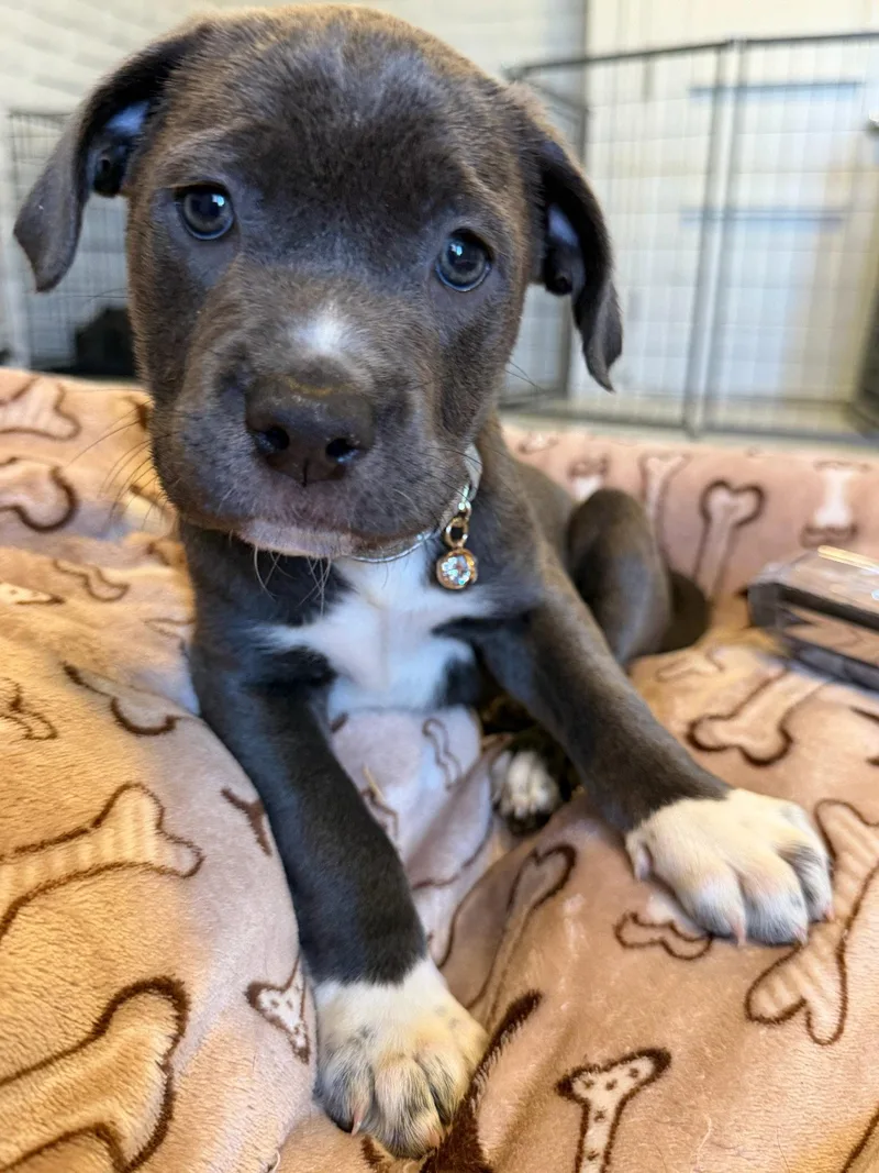 A young medium-sized female Cane Corso dog named Sapphire for adoption in Glendale, AZ