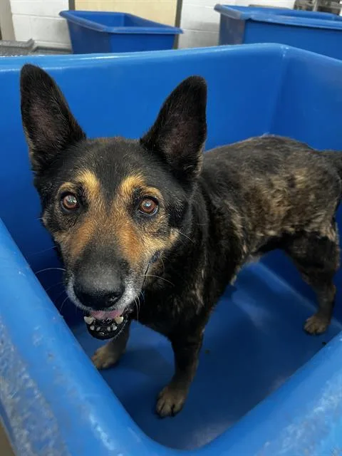 A senior large-sized male Mixed Breed dog named Mateo for adoption in Dallas, TX