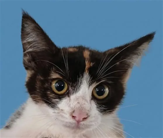 A baby small-sized female Domestic Short Hair cat named Jupiter for adoption in Los Angeles, CA
